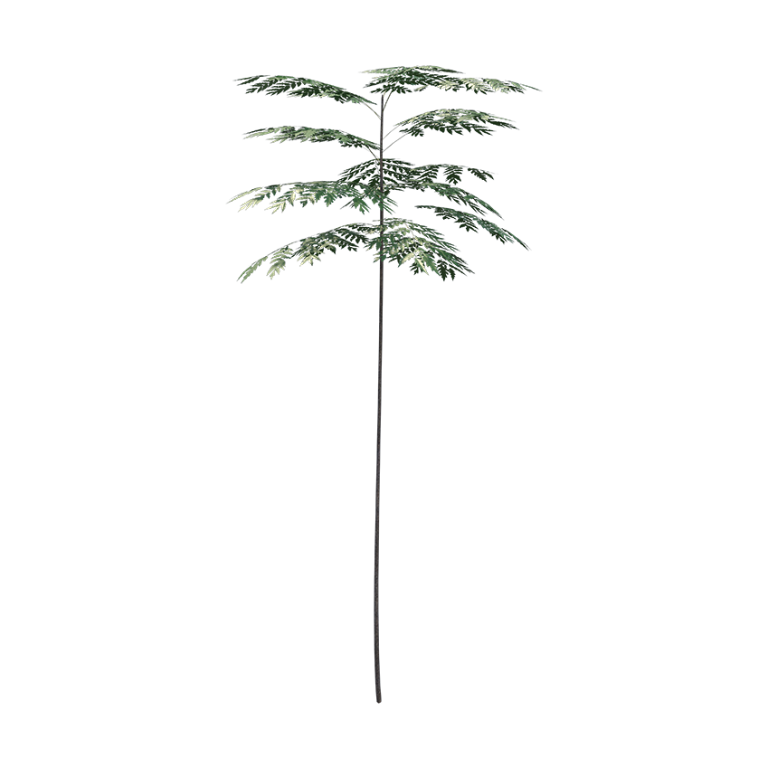 Schizolobium parahyba - Brazilian Firetree